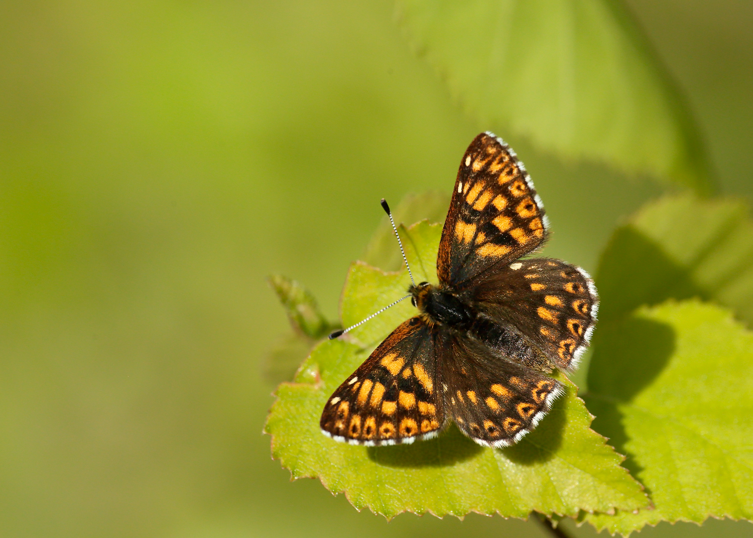Duke of Burgundy Hamearis lucina